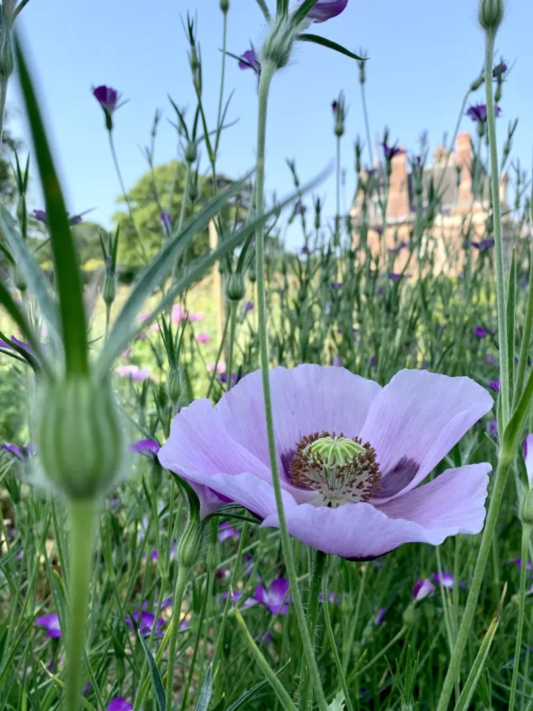 Fleur violette en gros plan dans le jardin du Château de Miromesnil, avec le château en arrière-plan