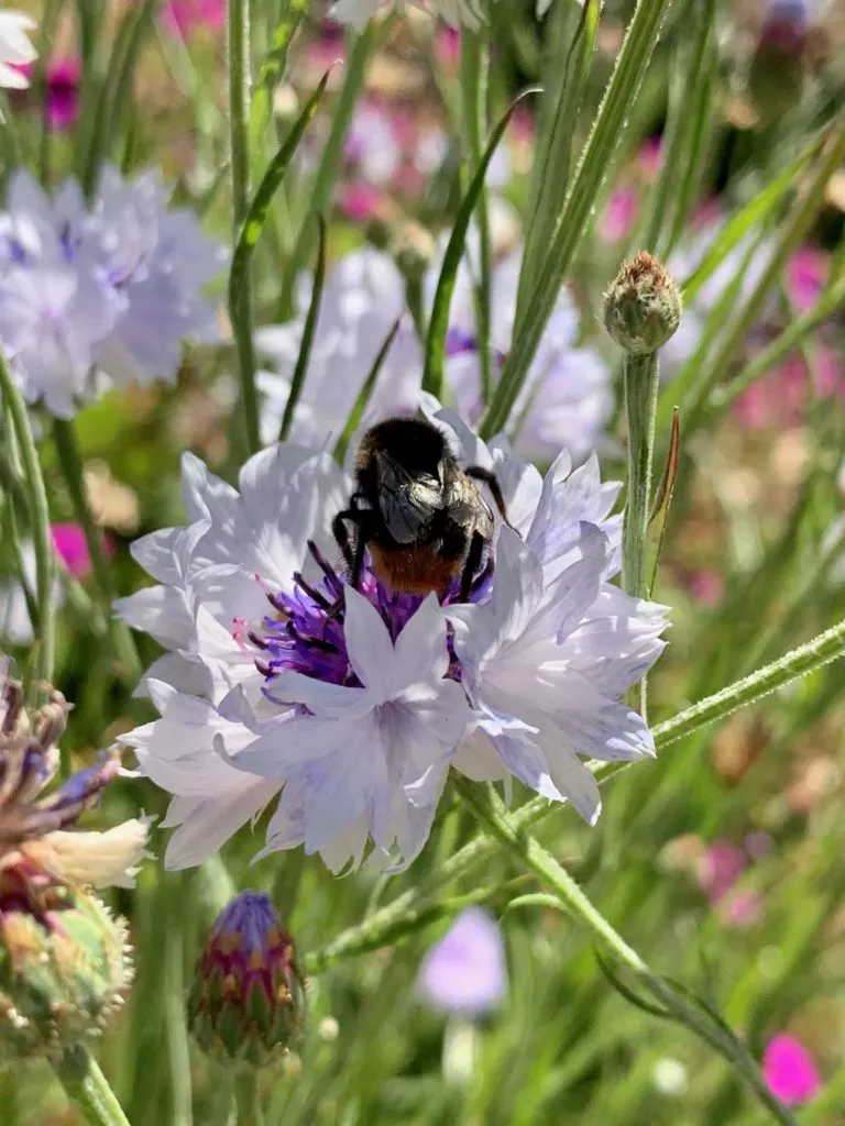 Bourdon butinant une fleur dans le jardin du Château de Miromesnil en Normandie