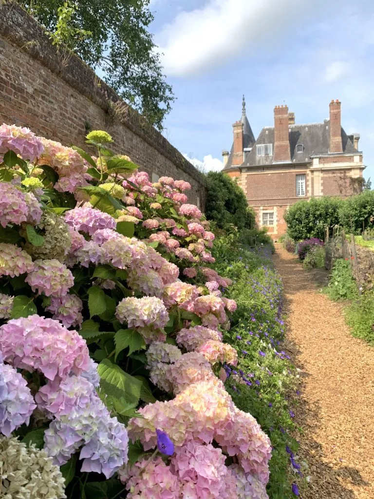 Allée fleurie d’hortensias dans le jardin du Château de Miromesnil avec vue sur la façade du domaine