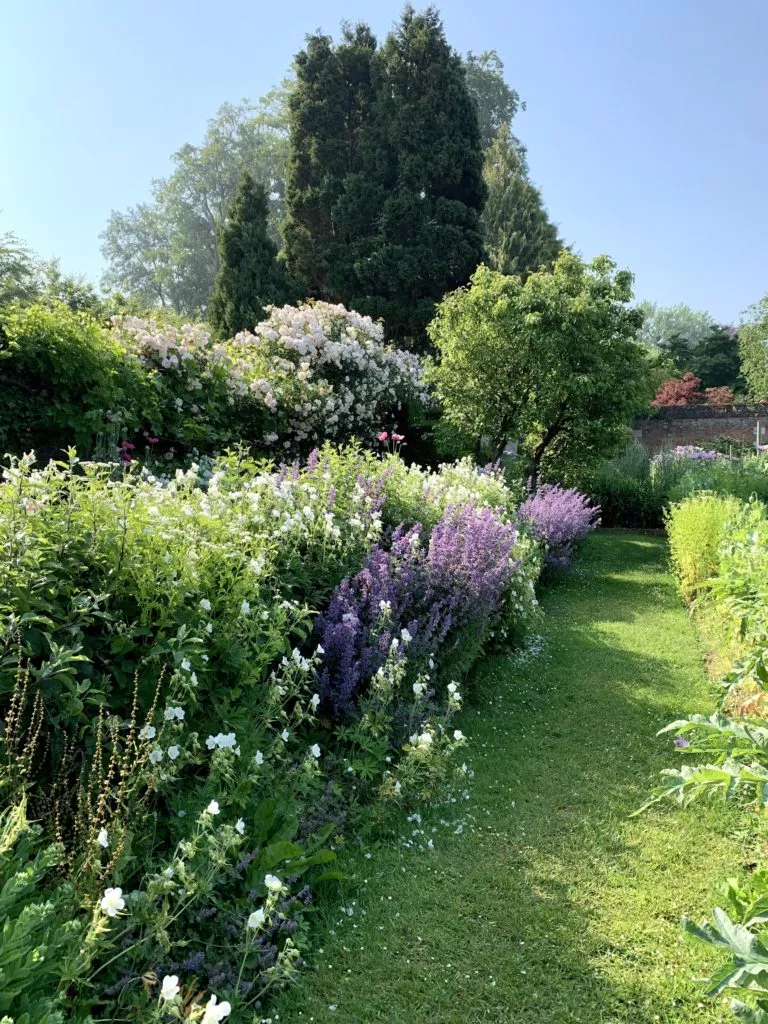 Allée végétale du jardin du Château de Miromesnil bordée de fleurs blanches et violettes